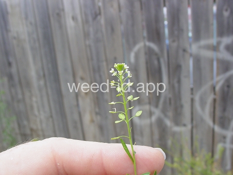 pepperweed, Virginia